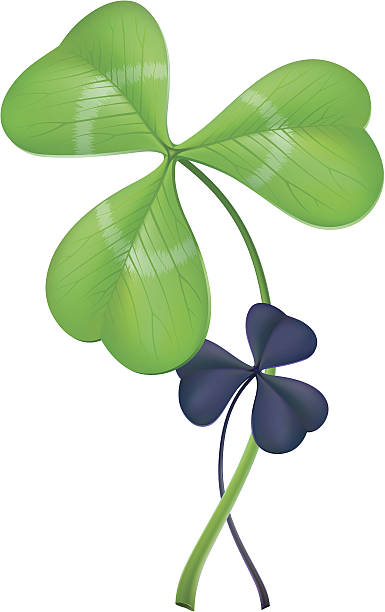 Three-leaf clover (lat. Trifolium) vector art illustration