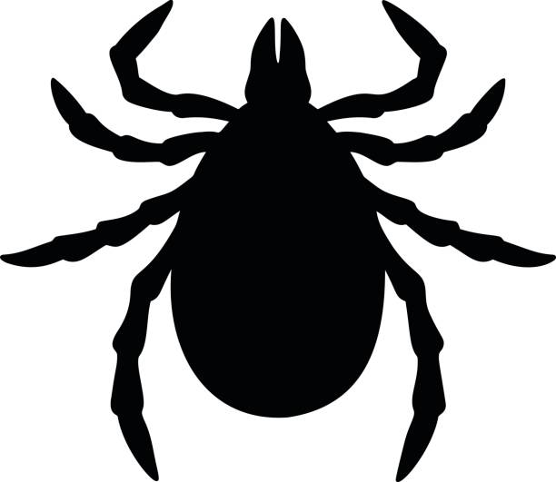Tick Silhouette A vector illustration of a Tick silhouette. lyme disease stock illustrations