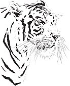 Illustration of a Bengal Tiger in black lines. Great detail in hairs and whiskers. Solemn expression in the sight.
