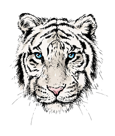 Tiger portrait sketch drawing