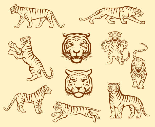 Tiger Set Set of Tiger Illustrations in Different Poses tiger stock illustrations