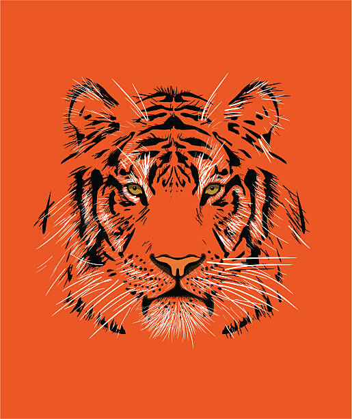 Tiger Portrait of a Siberian Tiger tiger stock illustrations