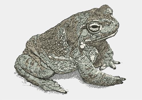 Toad Seated