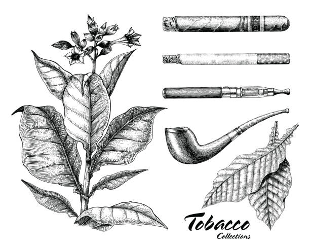 illustrations, cliparts, dessins animés et icônes de main de collection tabac dessin style vintage - cigarette
