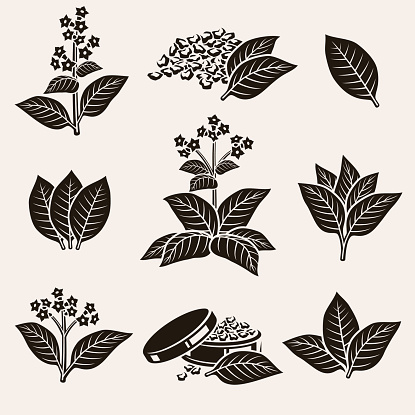 collection tobacco leaf set, editing size and color