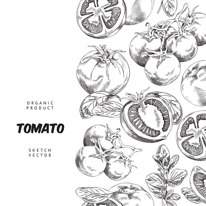 Tomato decorative backdrop etched or engraved style vector illustration.