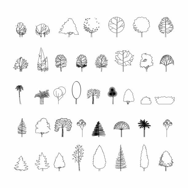 Top 60 Treetop Clip Art, Vector Graphics and Illustrations ...