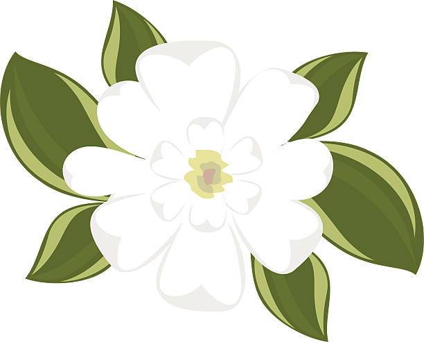 Top view of southern magnolia vector art illustration