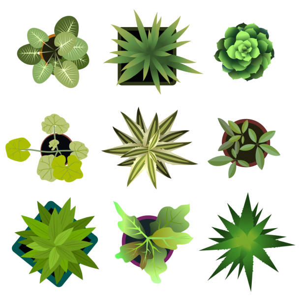 Top view. plants Easy copy paste in your landscape design Top view. plants Easy copy paste in your landscape design projects or architecture plan. Isolated flowers on white background. Vector eps 10 high angle view stock illustrations