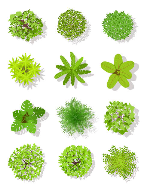 Top view tree. Landscape plan trees with leaves and bushes. Garden planting vector isolated design elements Top view tree. Landscape plan trees with leaves and bushes. Garden planting vector isolated on white design elements plant drawings stock illustrations