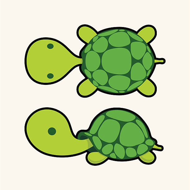 tortoise02 vector art illustration