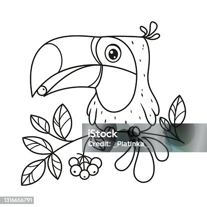 istock Toucan sits on branch and eats berry coloring page. Cartoon vector illustration 1316656791