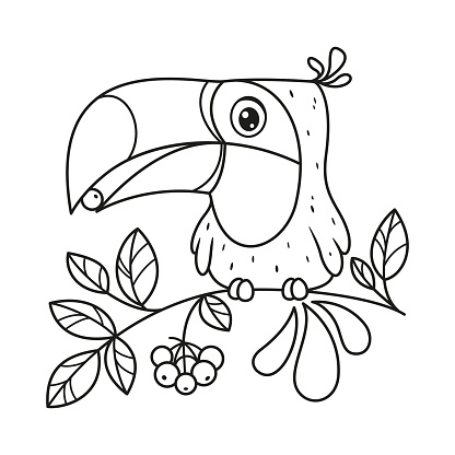 Toucan sits on branch and eats berry coloring page. Cartoon vector illustration