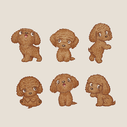Toy-Poodle of various poses