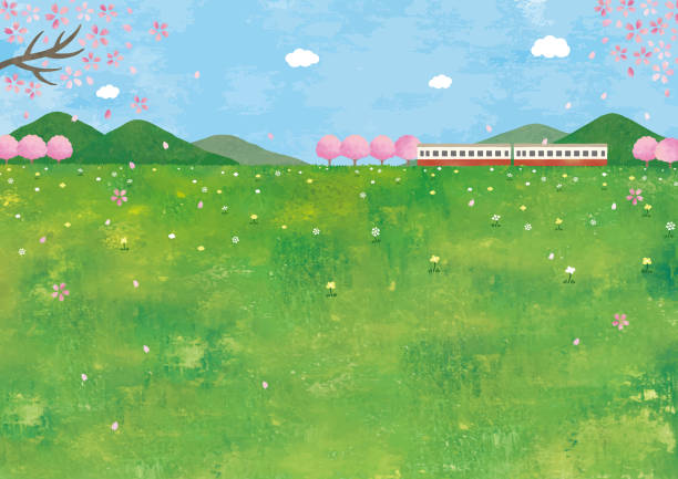 Train and cherry blossoms at grass field Train and cherry blossoms at grass field grass backgrounds stock illustrations