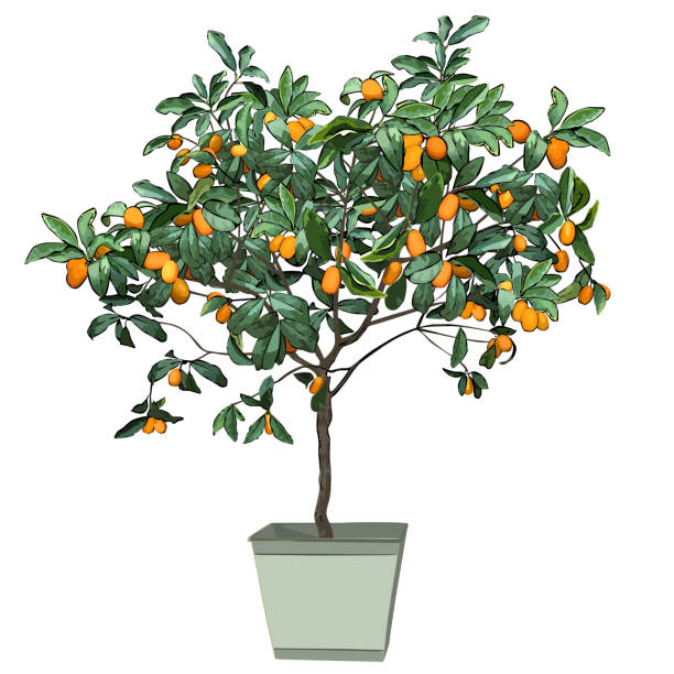 Tree a kumquat (Fortunella Swingle L.) with mature fruits, in a pot Tree a kumquat (Fortunella Swingle L.) with mature fruits, in a pot, the color vector image on a white background kumquat stock illustrations