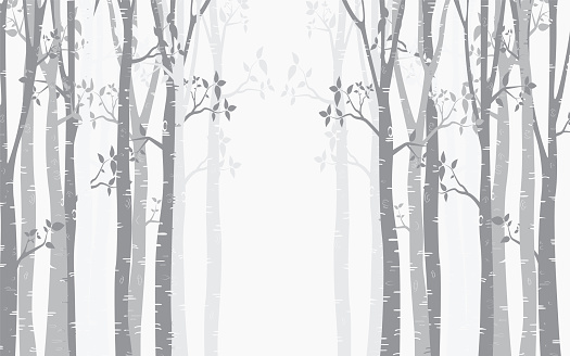 Tree Birch design Background with birch forest vector