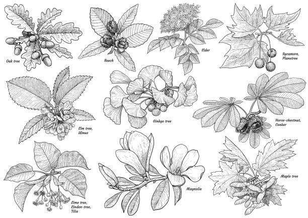 Tree branchcollection illustration, drawing, engraving, ink, line art, vector Illustration, what made by ink and pencil on paper, then it was digitalized. horse chestnut seed stock illustrations