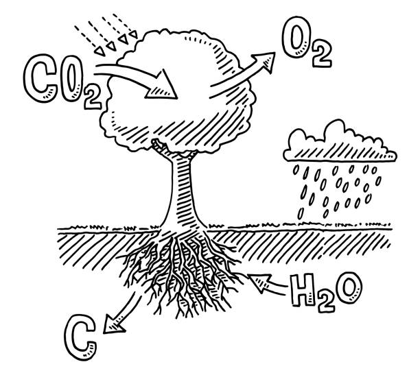 Tree Carbon Dioxide Absorption Infographic Drawing Hand-drawn vector drawing of a Tree Carbon Dioxide Absorption Infographic. Black-and-White sketch on a transparent background (.eps-file). Included files are EPS (v10) and Hi-Res JPG. rain drawings stock illustrations