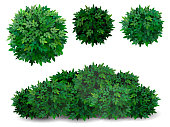 Vector bush in different forms. Tree crown.  Ornamental plant shrub  for decorate of a park, a garden or a green fence.