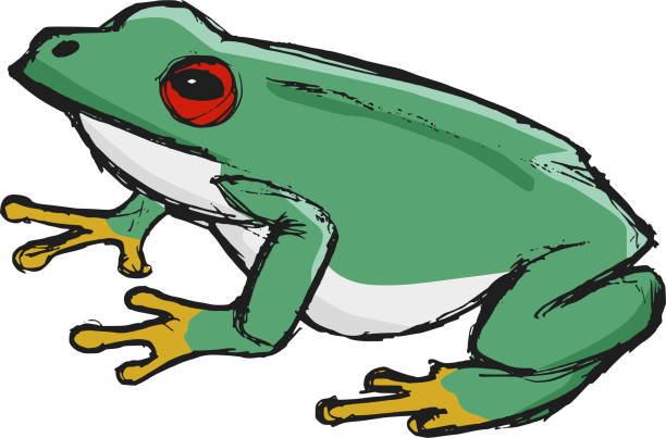 tree frog, illustration of wildlife, zoo, wildlife, animal of ra tree frog, illustration of wildlife, zoo, wildlife, animal of rainforest tree frog drawing stock illustrations