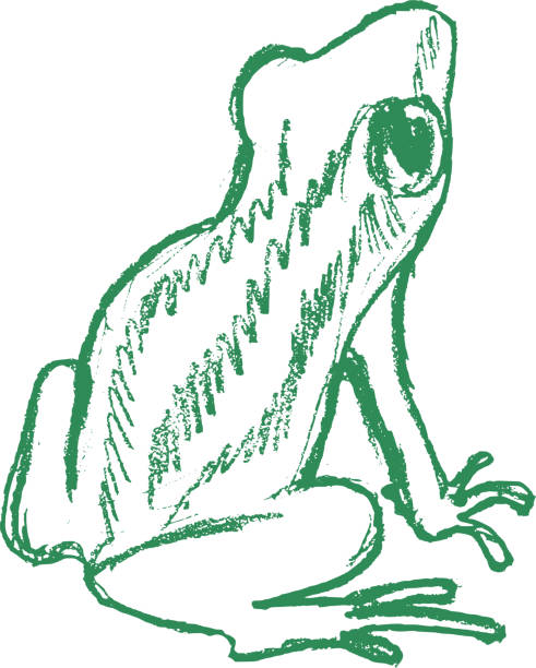 tree frog, tropical animal vector, sketch, hand drawn illustration of tree frog tree frog drawing stock illustrations