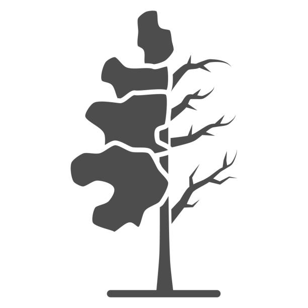 Tree half full of green leaf solid icon, changes depending on conditions concept, tree sign on white background, tree half dry icon in glyph style for mobile concept. Vector graphics. Tree half full of green leaf solid icon, changes depending on conditions concept, tree sign on white background, tree half dry icon in glyph style for mobile concept. Vector graphics nature clipart stock illustrations