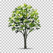 istock Tree isolated on transparent background with soft shadow. Use for landscape design. Park and outdoor object idea for natural article both on print and website. 1341377235