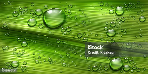 istock Tree leaf texture with water drops, green plant 1316560134
