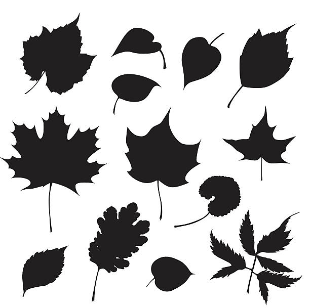 Tree Leaves A vector silhouette illustration of various leaves in black on a white background. autumn silhouettes stock illustrations