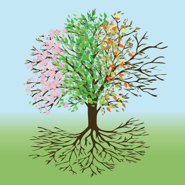bildbanksillustrationer, clip art samt tecknat material och ikoner med tree of life fyra säsonger version - tree of life