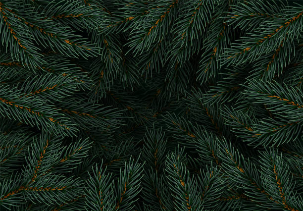 Tree pine branches, spruce branch Christmas tree branches. Festive Xmas border of green branch of pine. Pattern pine branches, spruce branch. Realistic design decoration elements. Vector illustration christmas tree close up stock illustrations