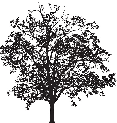 Tree silhouette on white background vector