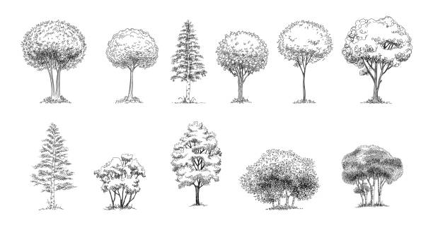 Tree Sketch : Set of hand drawn architect trees. Sketch Architectural illustration landscape Tree Sketch : Set of hand drawn architect trees. Sketch Architectural illustration landscape. tree drawings stock illustrations