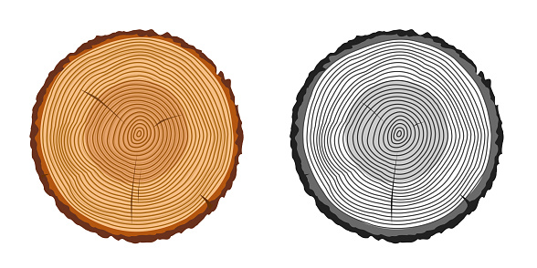 Tree trunk rings cut isolated close up vector cartoon illustration set, black and white and brown colorful wooden stump slice clipart image