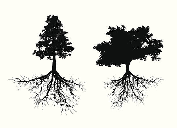 Tree with roots Two shilouette trees with roots root stock illustrations