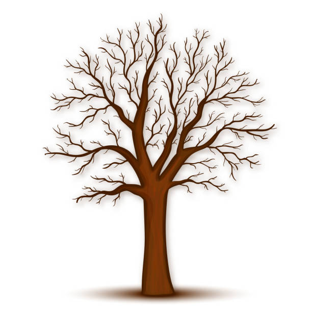 Tree without leaves vector Tree without leaves vector bare tree stock illustrations