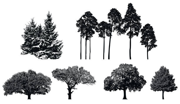 Trees - black vector silhouette isolated on white background. Set of realistic detailed graphic illustration of natural forest plant. tree silhouettes stock illustrations