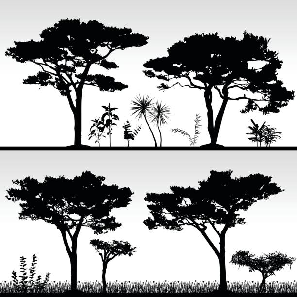 Download Best Jungle Tree Silhouette Illustrations, Royalty-Free ...