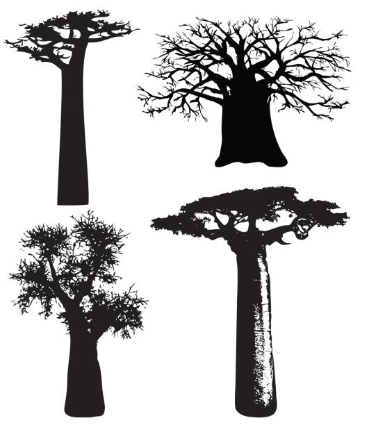 Trees of Africa vector art illustration