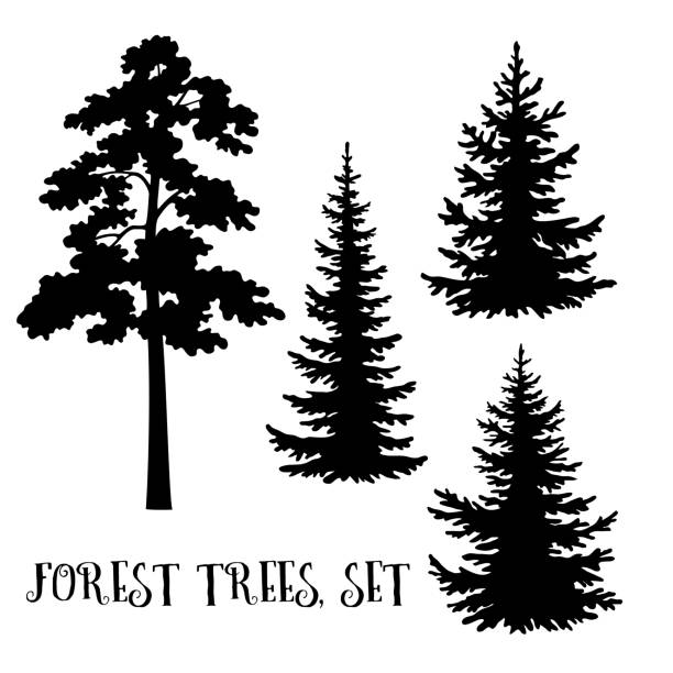 Trees Silhouettes Fir and Pine Trees Set, Black Silhouettes Isolated on White Background. Vector evergreen plant stock illustrations