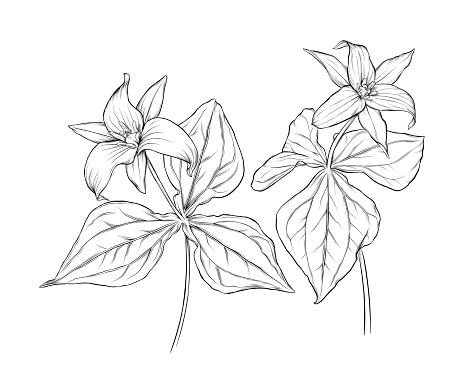Trillium Flowers and Leaves Ink Vector Illustration