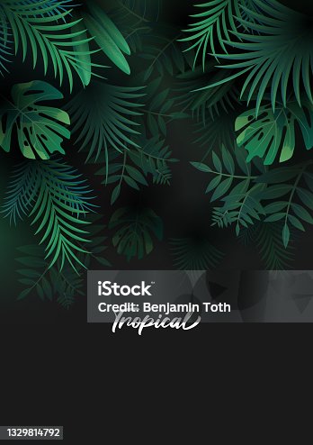 istock Tropical background with palm leaves 1329814792