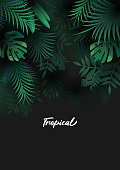 istock Tropical background with palm leaves 1329814792