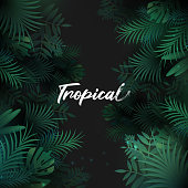 istock Tropical background with palm leaves 1330666482
