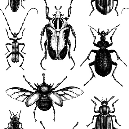 Tropical beetles seamless pattern