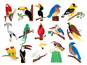 istock Tropical Birds 1179619118