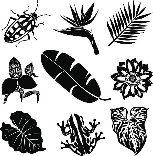 tropical flora and fauna Vector illustration of tropical plants and animals found in Africa. frog clipart black and white stock illustrations