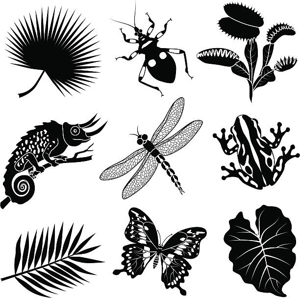 Tropical flora and fauna Vector illustrations of tropical flora and fauna found in the African jungle. frog clipart black and white stock illustrations