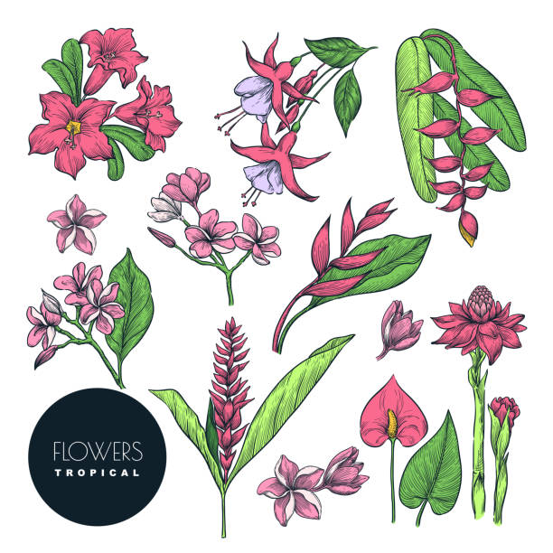 Tropical floral design elements set. Vector color sketch flowers illustration, isolated on white background. Tropical floral design elements set. Vector color sketch flowers illustration, isolated on white background. Hand drawn tropic vintage nature blossom. fuchsia flower stock illustrations